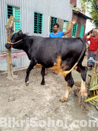 ষাঁড় গরু কোরবানি উপযোগী।